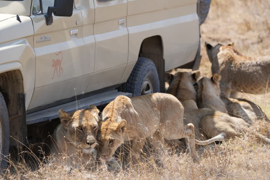 Lioness seeking shade directly under a 4x4 safari car in Serengeti