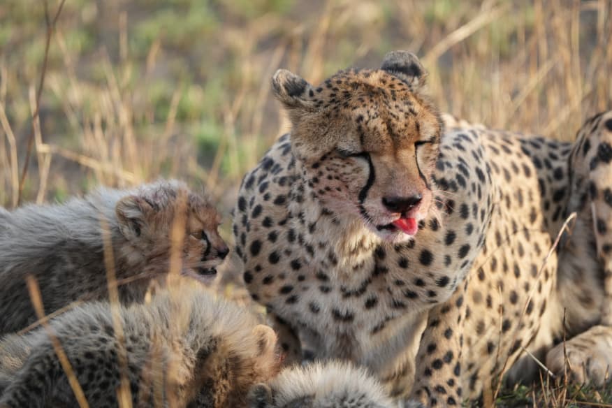 Lioness with cubs resting during wildlife game drive