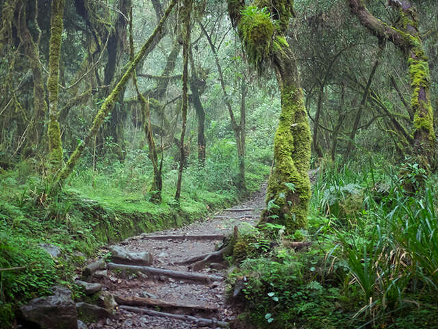 Kilimanjaro Machame Route Rainforest