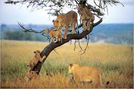 lions climbing trees spotted during 2-Day in the Lake Manyara National Park for 2026-2027