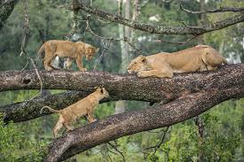 Lake Manyara Group joining safari radar tour