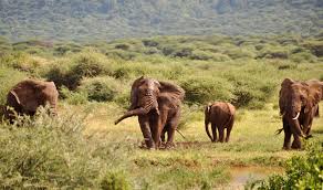 Elephants spotted during 2-Day in the Lake Manyara National Park for 2026-2027