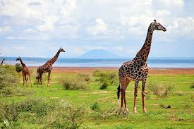 3 Days Tanzania Group Joining Safari