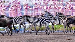 zebras spotted during 2-Day in the lake Manyara National Park for 2026-2027