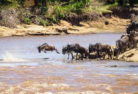 Mara River Crossings SerengetiSafari