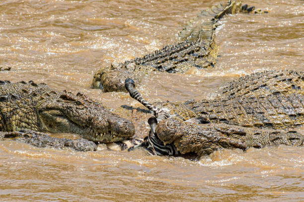 Mara River crossing event with wildebeest in Northern Serengeti
