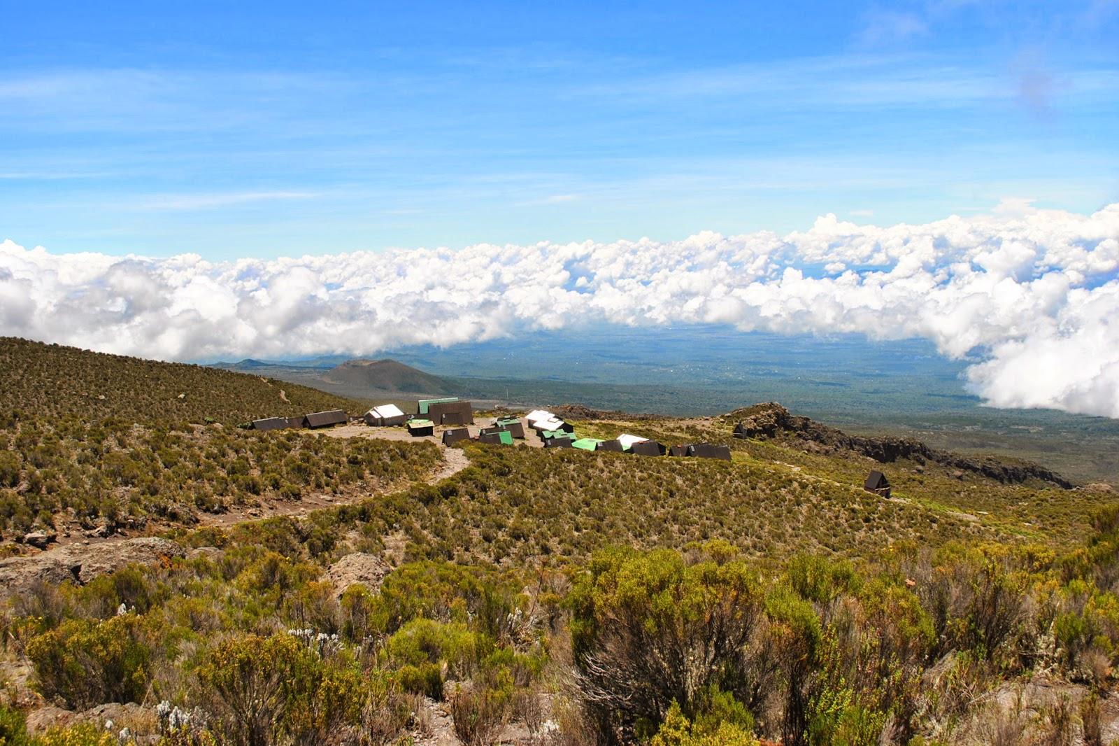 Mandara to Horombo Hut Moorland