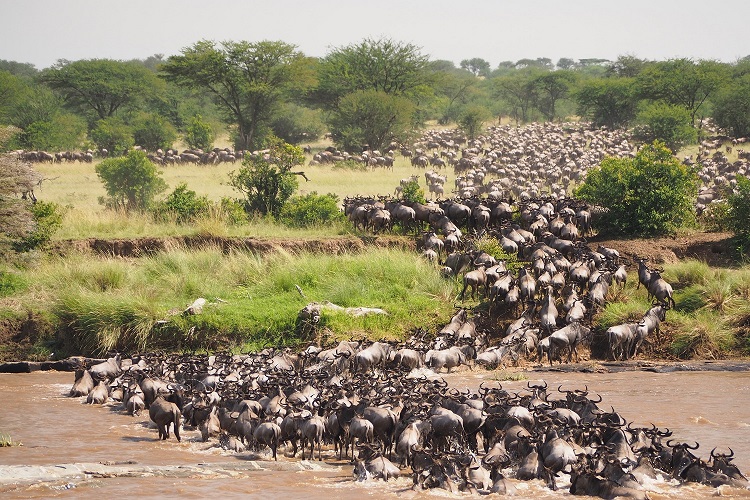 Masai Mara Migration Safari tour 2024 2025