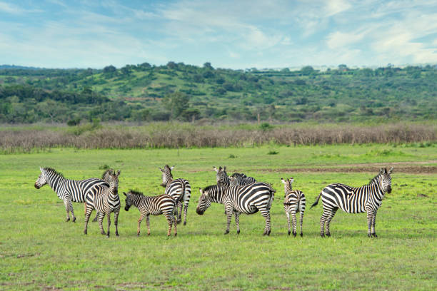 1-Day Luxury Fly-In and Drive-In Safari in Tanzania