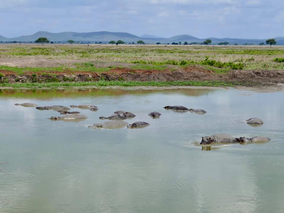 Mikumi National Park luxury safari with open floodplains and hippos