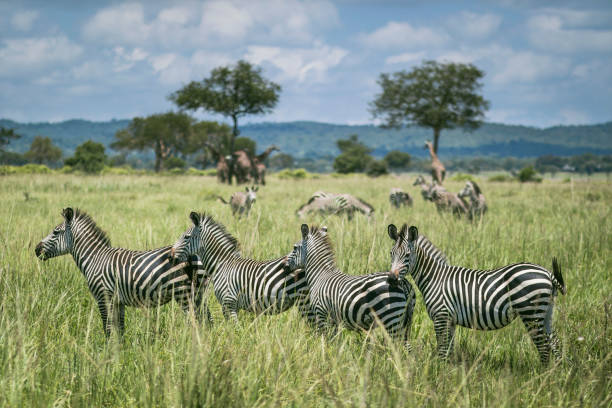 mikumi with beatifull zebra for 2026 - 2027