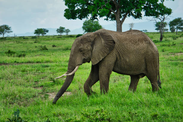Dolphin Watching in Kizimkazi with our top Zanzibar safari tour