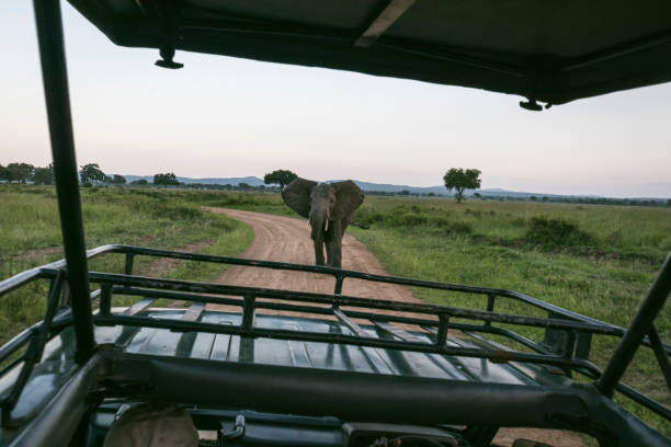 mikumi saafari from mororgoro for 2026 - 2027