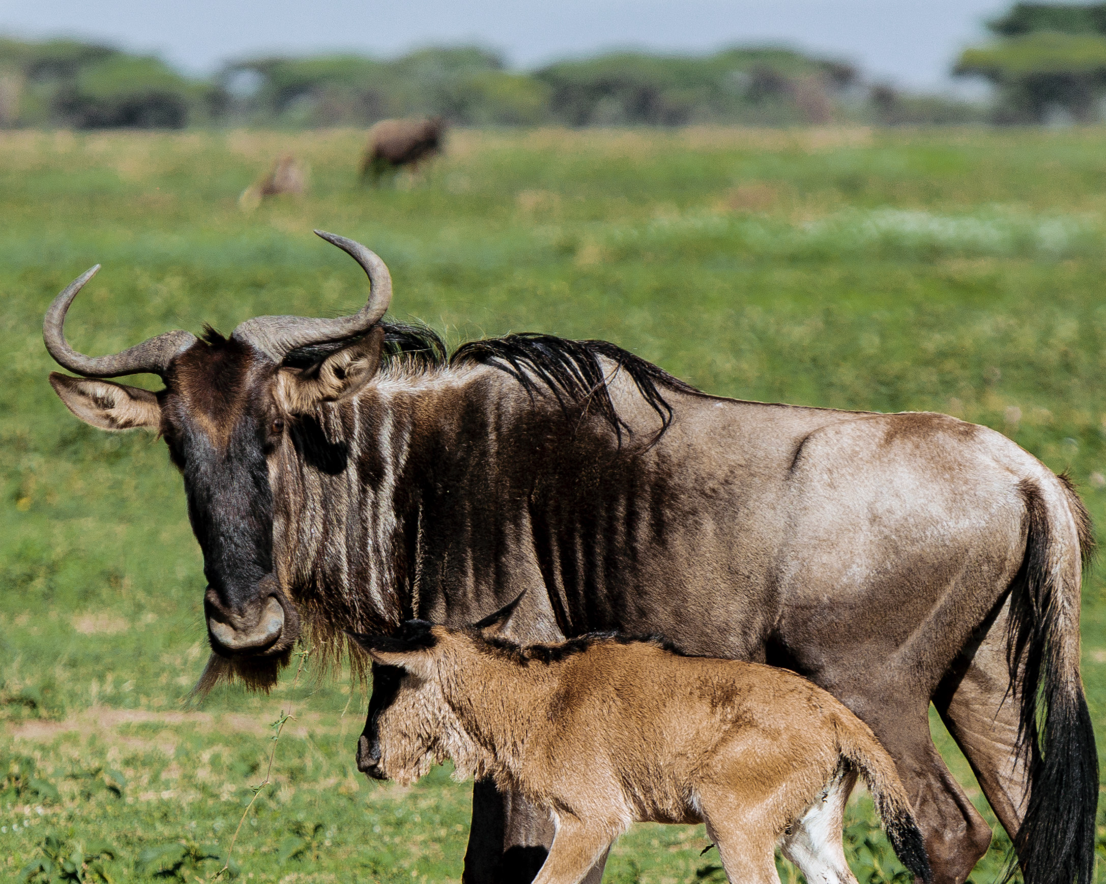 5 days Tanzania group Join safari tour 2026-2027