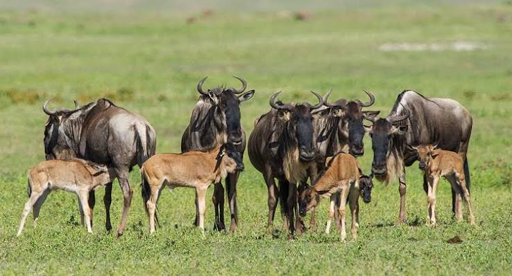 Wildebeest calving season and birth time on a Ndutu migration safari