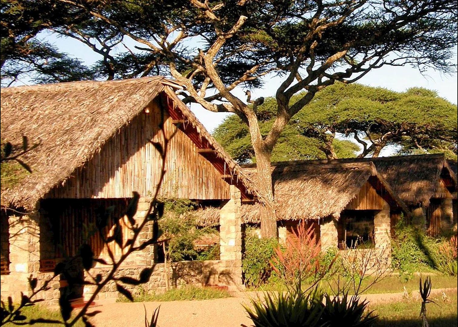 Ndutu Safari Lodge cottages set amidst acacia trees during Calving Season