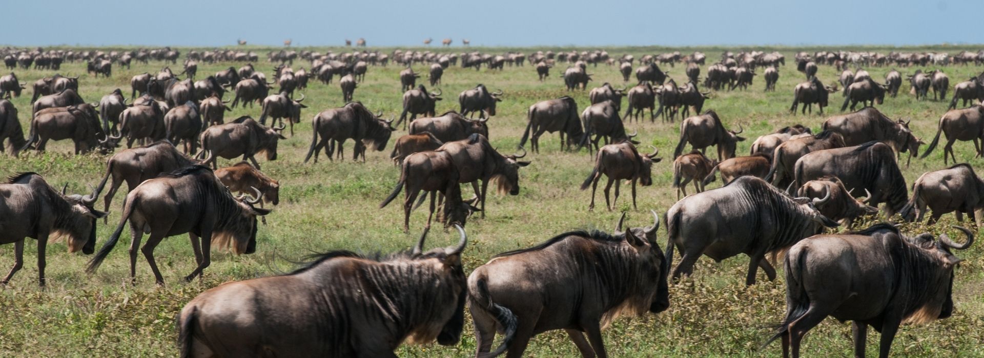 4 Days Grumeti River Great Migration Safari Tour