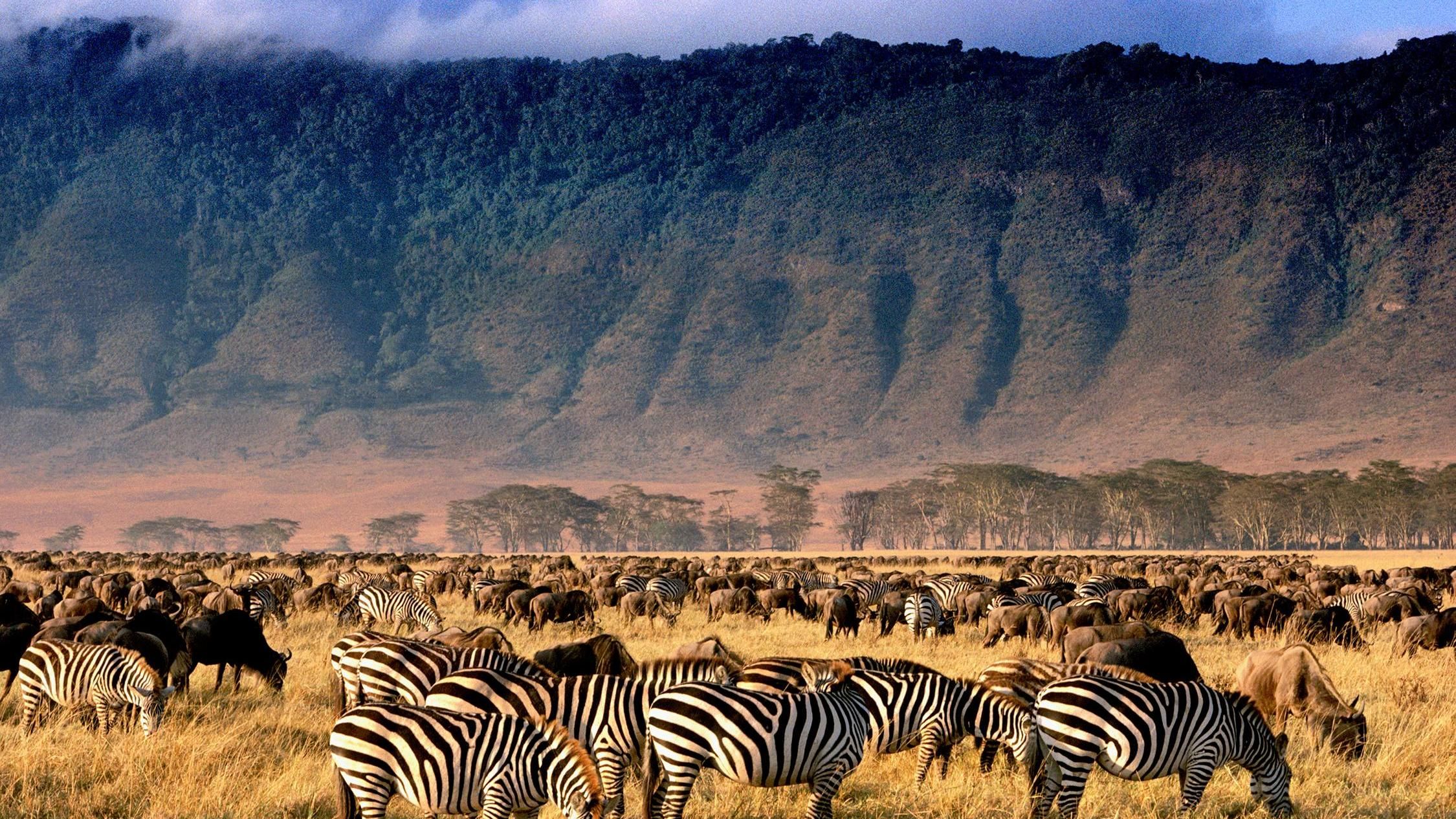 Ngorongoro Crater Wildlife