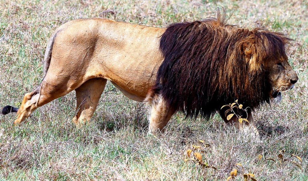 1-Day Ngorongoro Crater Private Safari from Arusha