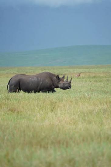 4-Day Tarangire, Manyara, Serengeti and Ngorongoro Private Safari
