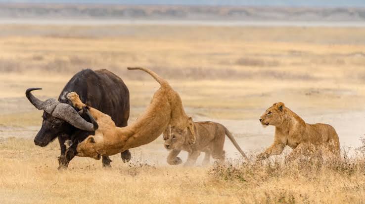 Ngorongoro Crater Lioness
