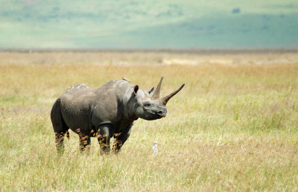 Ngorongoro Crater and Tarangire open year-round for luxury private safaris