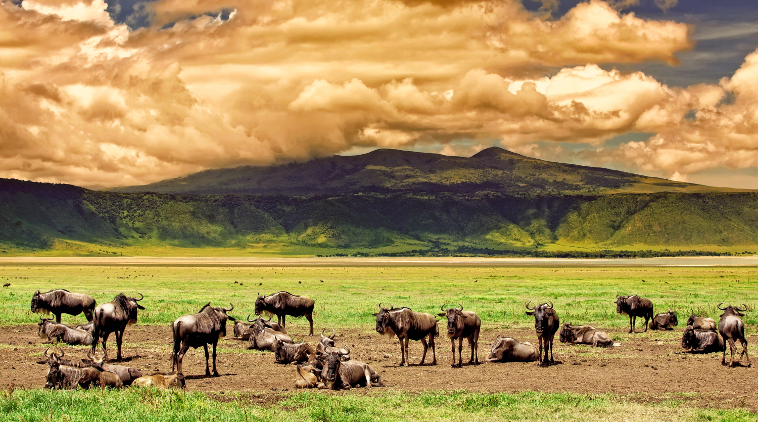 Ngorongoro Crater Landscape