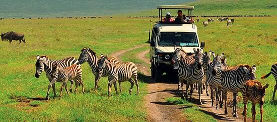 Wildlife game drive inside Ngorongoro Crater floor