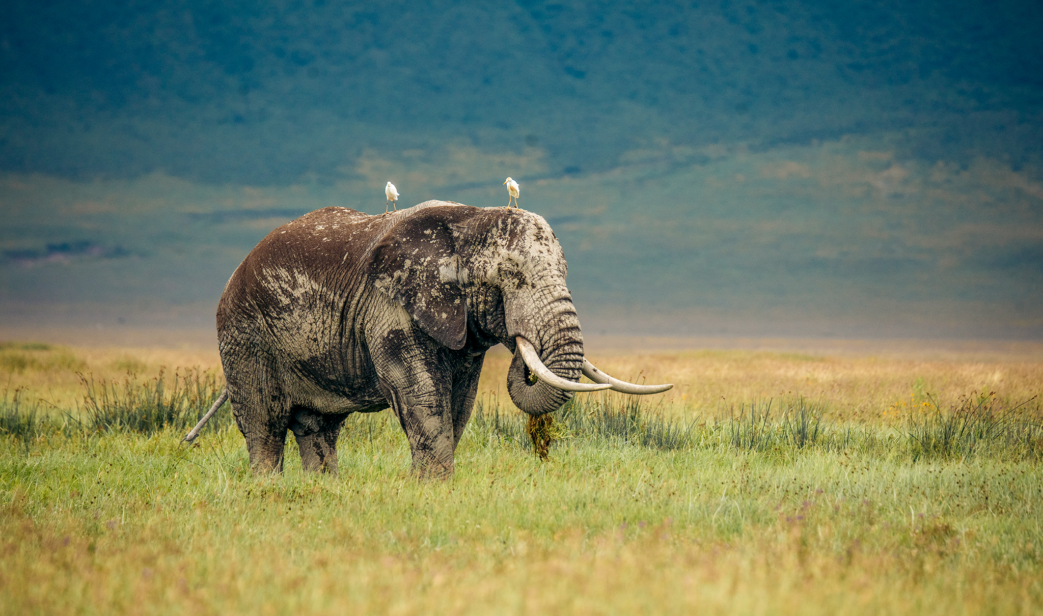 5-Day Tarangire, Full Day Serengeti and Ngorongoro Private Safari