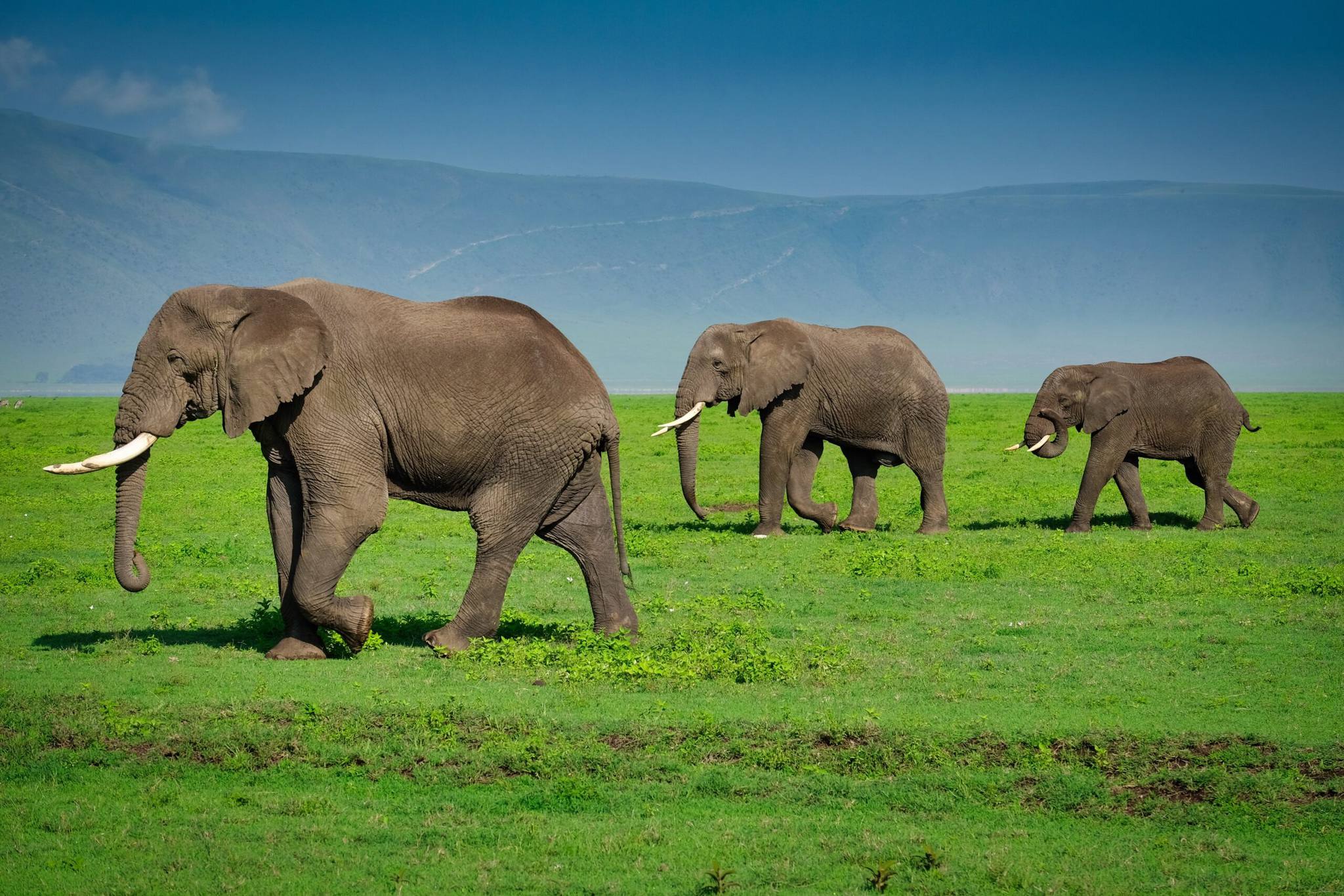 2-Day Tanzania Luxury Safari Tour Package to Tarangire and Ngorongoro
