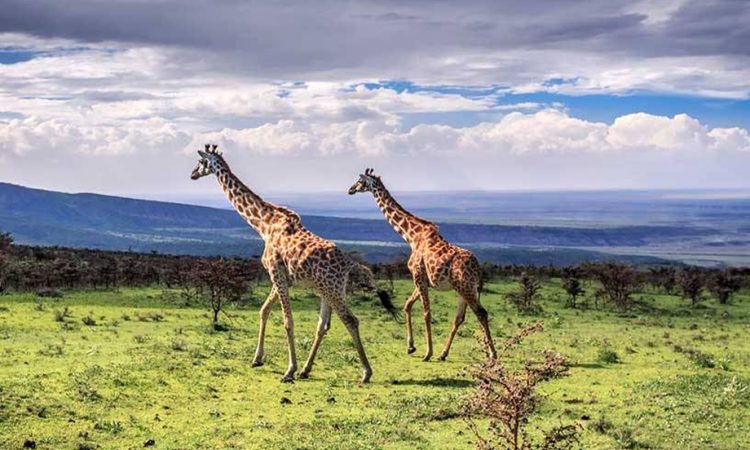 4 Days Drive-In Fly-Out Mara River Migration Safari