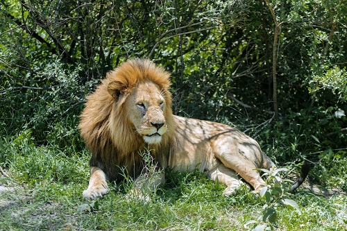Serengeti big five safari tours from Arusha 