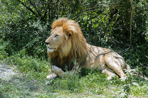 Predator in the Serengeti national park male lion resting on the savannah plains
