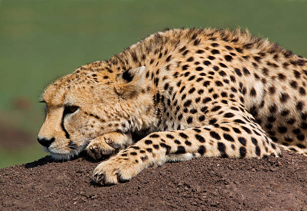 An African cheetah resting on the grass while tracking prey in Tanzania safari parks
