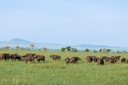 2 Days Tanzania group Joining Safari Tour for 2026/2027
