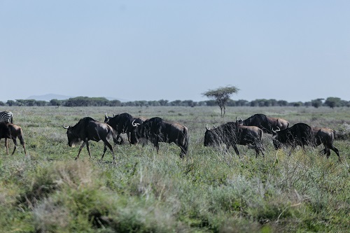tanzania group joining safari