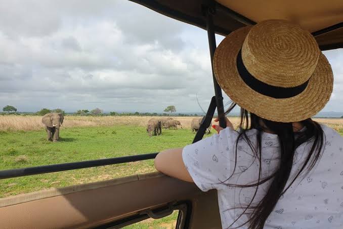 Elephants gathering along Great Ruaha River in Ruaha National Park
