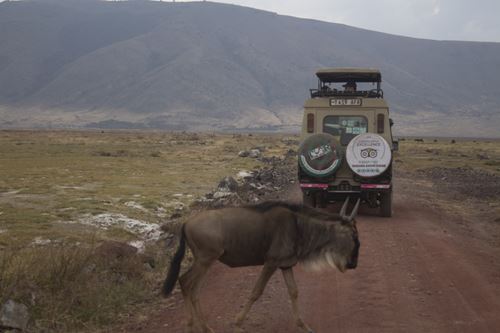 Masai Mara Migration Safari tour 2024 2025