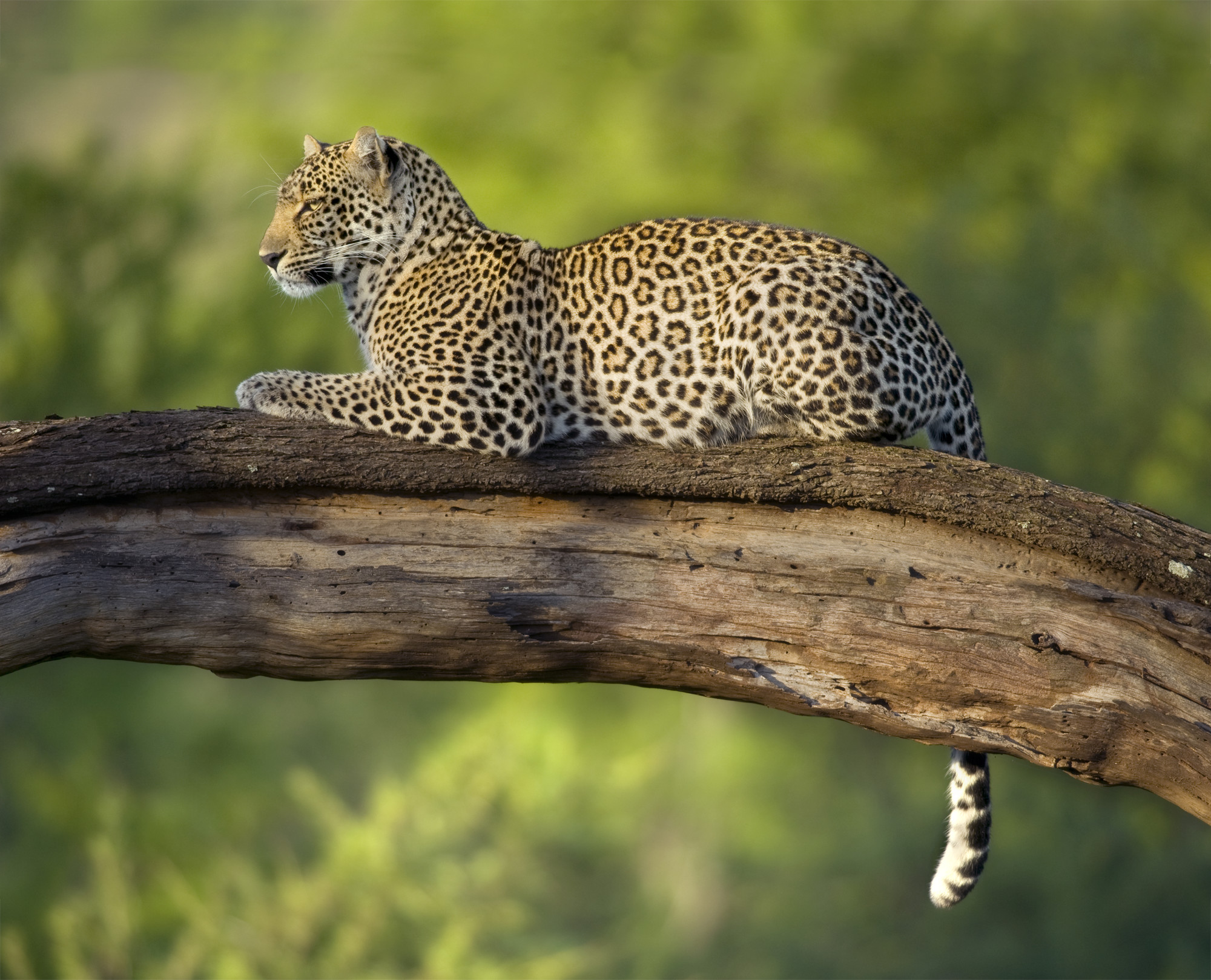 4 Days Fly-In Drive-Out Ndutu Great Migration Safari