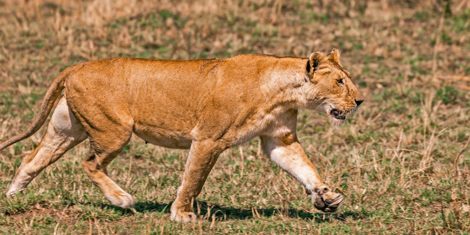 4-Day Tanzania Luxury Safari Tour Package Northern Circuit