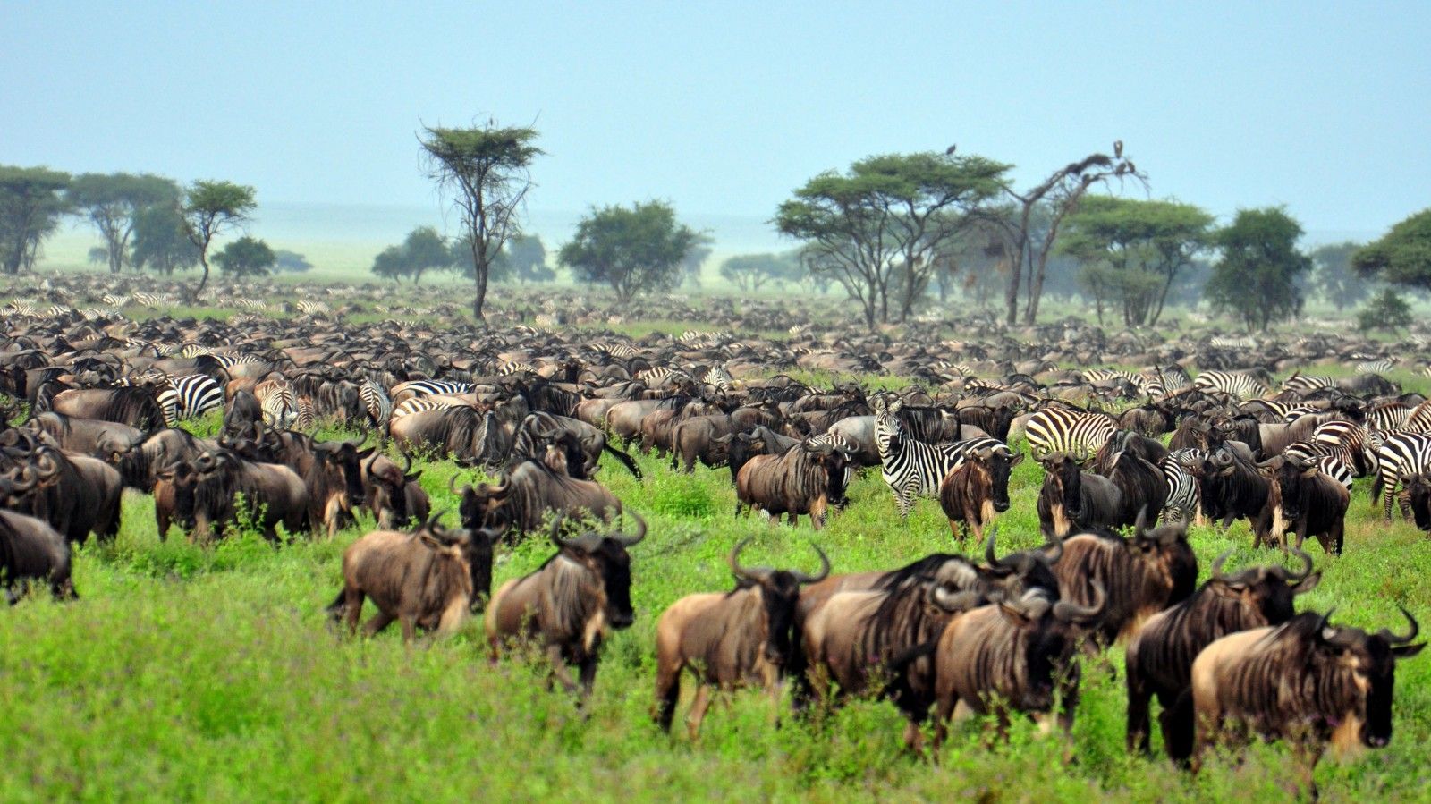 Massive herd of wildebeest migrating across Serengeti plains
