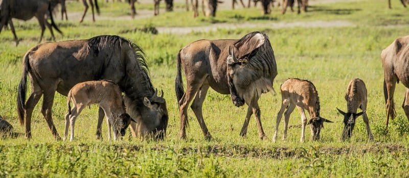 Green Season Calving
