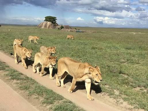 Endless golden plains of Serengeti National Park with grazing wildlife
