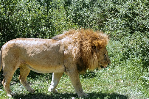 3 days predator in the serengeti for 2026/2027