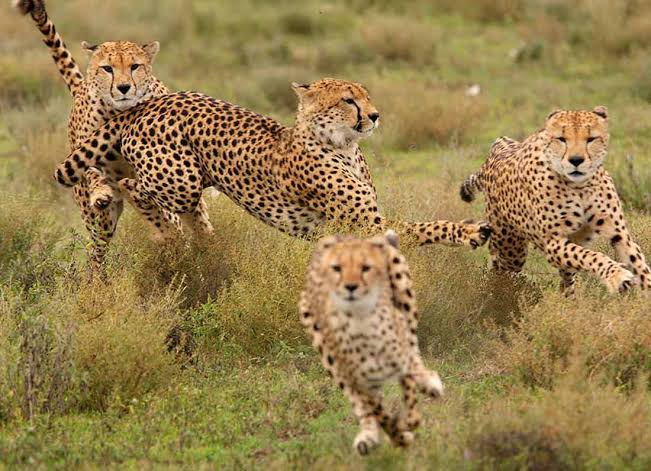 Safari vehicle on an exciting wildlife game drive through Tarangire National Park savannah