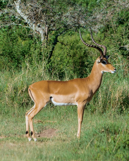 3 days Tanzania group join safari tour in the serengeti for 2026-2027