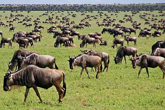 Private safari vehicle tracking wildlife on the open plains of Southern Serengeti Ndutu