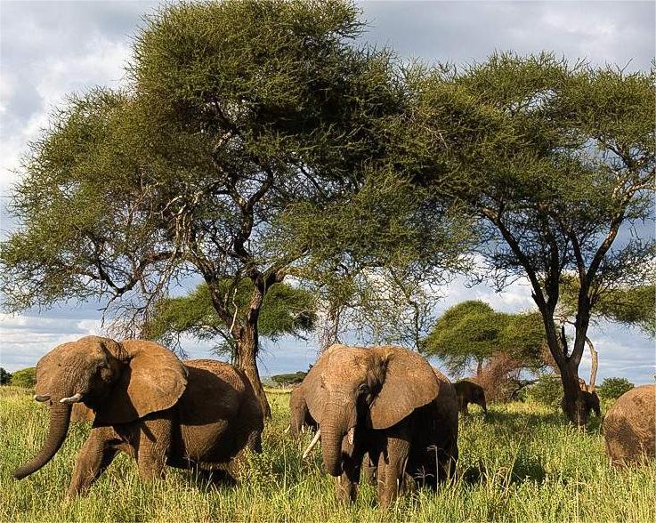 Massive herds of wild African elephants gathering near ancient baobab trees in Tarangire National Park