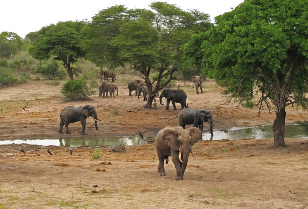 Wildlife gathering around a waterhole during the dry season in Tarangire National Park