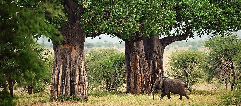3-Day Tarangire, Ngorongoro Crater and Lake Manyara Private Safari from Arusha